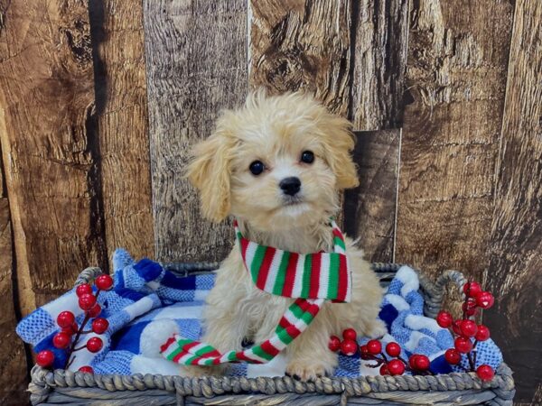 Cavachon DOG Female Apricot 21726 Petland Fort Myers, Florida