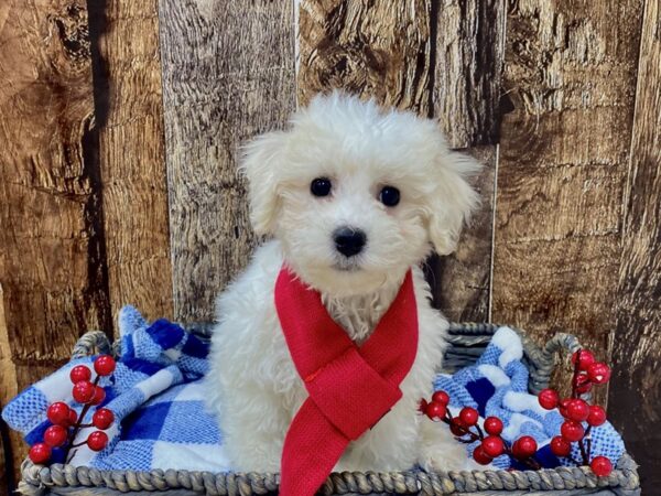 Bichon Frise DOG Male White 21731 Petland Fort Myers, Florida