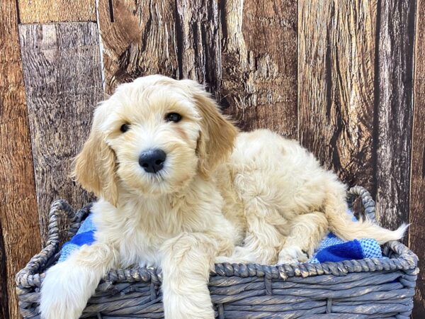 Goldendoodle DOG Female Cream 21746 Petland Fort Myers, Florida