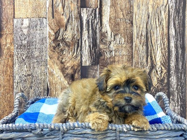 Morkie (Maltese/Yorkshire Terrier)-DOG-Female-Black & Tan-21757-Petland Fort Myers, Florida