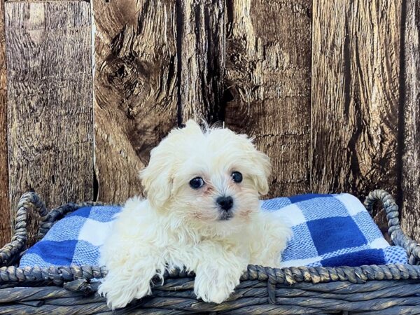 Toy Poodle/Maltese-DOG-Female-White-21755-Petland Fort Myers, Florida