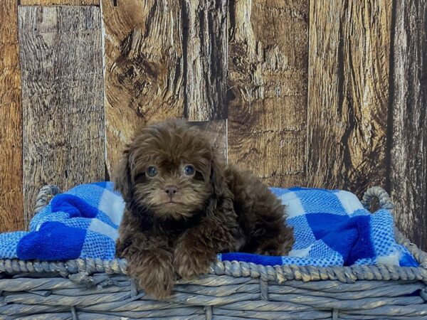 Poo-Shi DOG Male Chocolate 21747 Petland Fort Myers, Florida