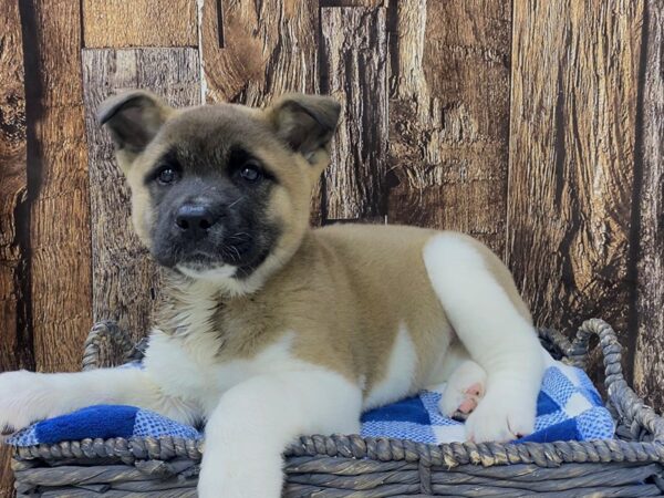 Akita DOG Female Brown & White 21749 Petland Fort Myers, Florida