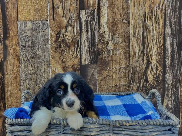 Miniature Australian Shepherd DOG Female Black Tan & White 21756 Petland Fort Myers, Florida