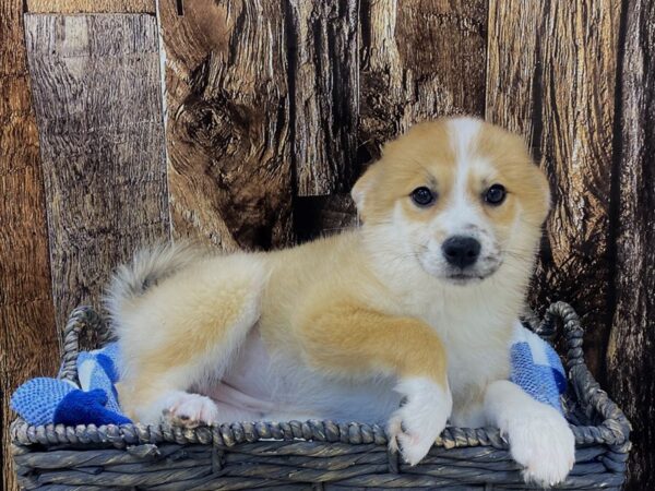 Pomsky DOG Female Red & White 21677 Petland Fort Myers, Florida