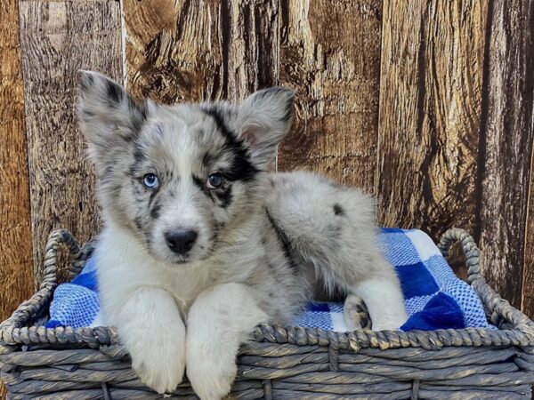 Miniature Australian Shepherd-DOG-Female-Blue Merle-21744-Petland Fort Myers, Florida