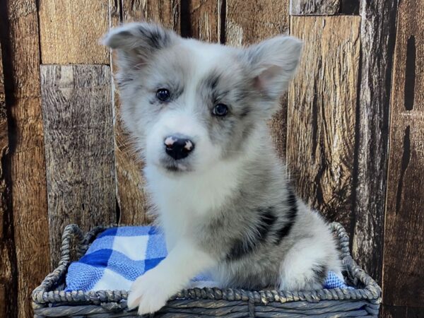 Miniature American Shepherd-DOG-Female-Blue Merle-21743-Petland Fort Myers, Florida