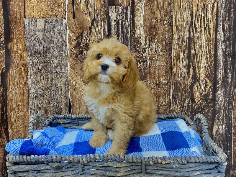Cavapoo Puppy Red ID:21753 Located at Petland Fort Myers, Florida