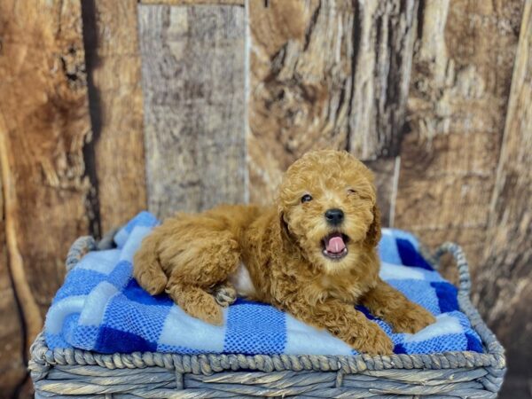 F1B Mini Goldendoodle/Toy Poodle-DOG-Female-Golden-21778-Petland Fort Myers, Florida