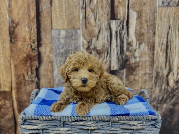 F1B Mini Goldendoodle/Toy Poodle-DOG-Male-Golden-21777-Petland Fort Myers, Florida