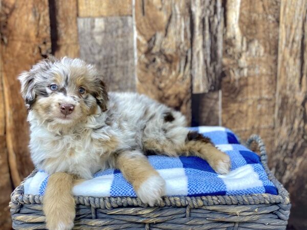 Miniature Australian Shepherd/Toy Poodle-DOG-Male-Chocolate Merle-21774-Petland Fort Myers, Florida