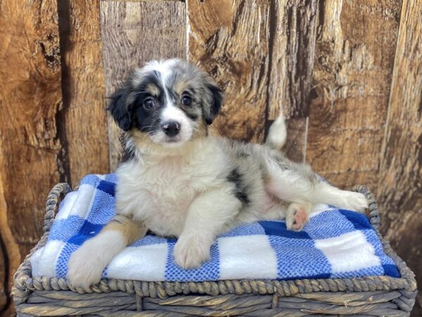 Miniature Australian Shepherd/Toy Poodle-DOG-Female-Black Merle-21775-Petland Fort Myers, Florida