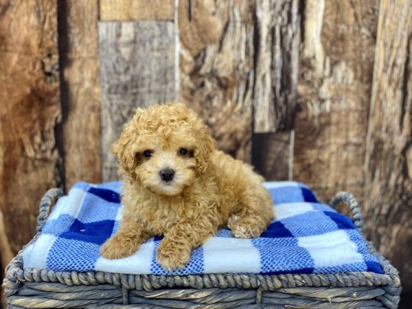 Poodle DOG Male Red 21770 Petland Fort Myers, Florida