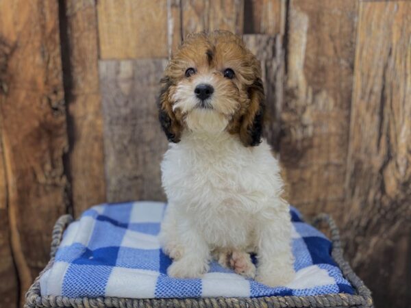 Cavachon Poo DOG Female W/Sbl/Prti 21767 Petland Fort Myers, Florida