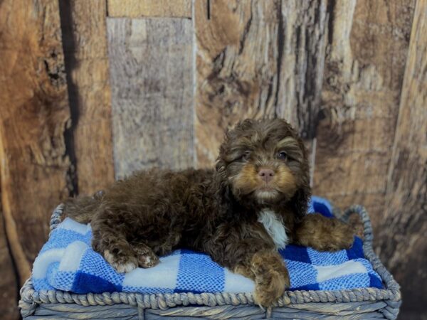 Cocker Spaniel / Poodle DOG Male Brown & White 21759 Petland Fort Myers, Florida