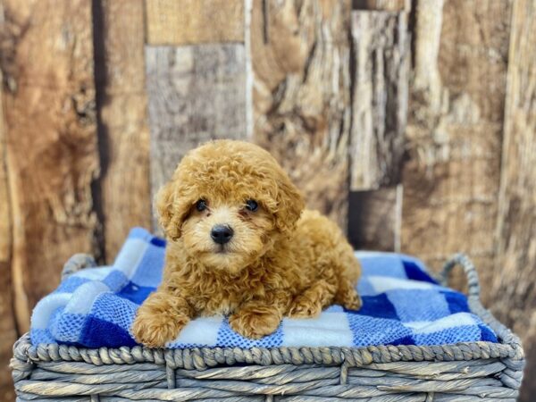 Poodle DOG Male Red 21771 Petland Fort Myers, Florida