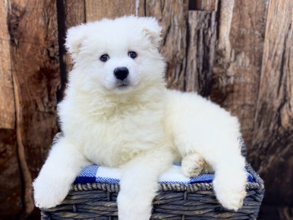 Samoyed DOG Female White 21769 Petland Fort Myers, Florida