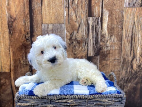 Sheepadoodle DOG Female Black & White 21772 Petland Fort Myers, Florida