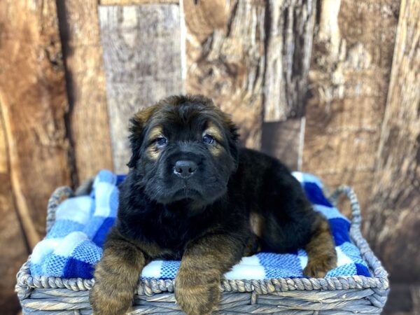 Cocker Spaniel / Shar Pei-DOG-Male-Dark Grizzle-21760-Petland Fort Myers, Florida