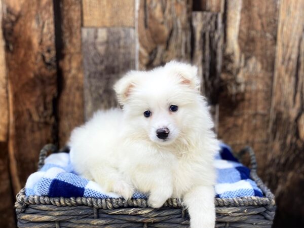 Pomeranian/American Eskimo-DOG-Male-White-21773-Petland Fort Myers, Florida