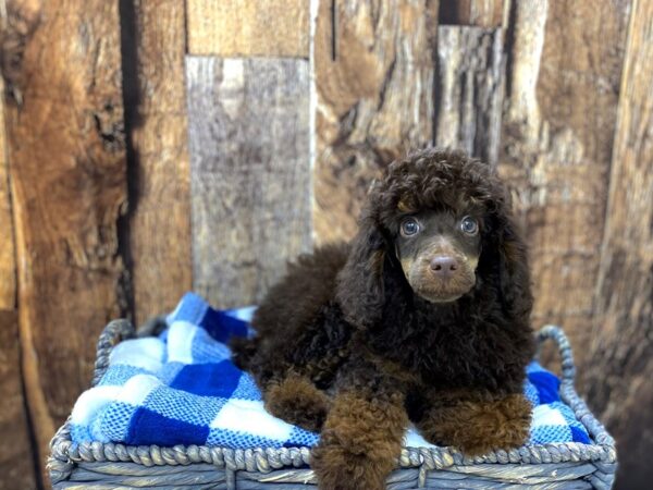 Poodle DOG Male C/T 21765 Petland Fort Myers, Florida