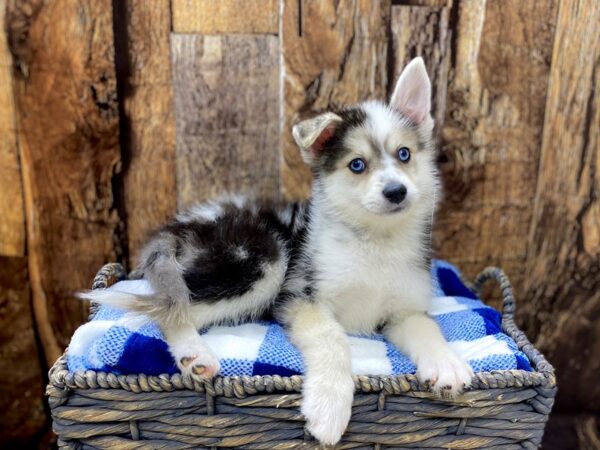 Pomsky 2nd Gen-DOG-Female-Blue Merle-21735-Petland Fort Myers, Florida