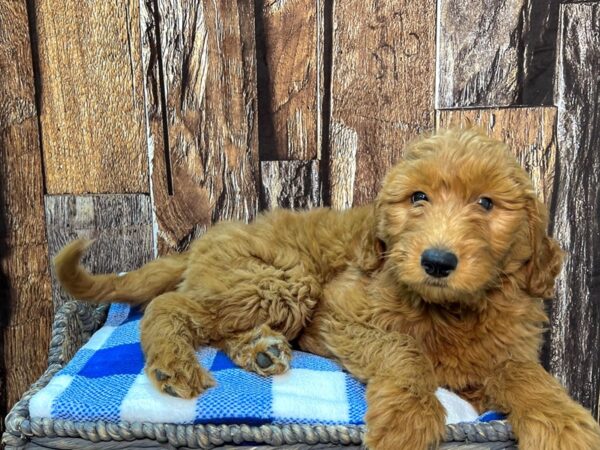 Goldendoodle DOG Female Red 21800 Petland Fort Myers, Florida