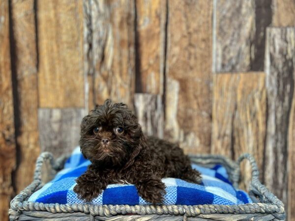 Poo-Shi-DOG-Male-Chocolate-21789-Petland Fort Myers, Florida