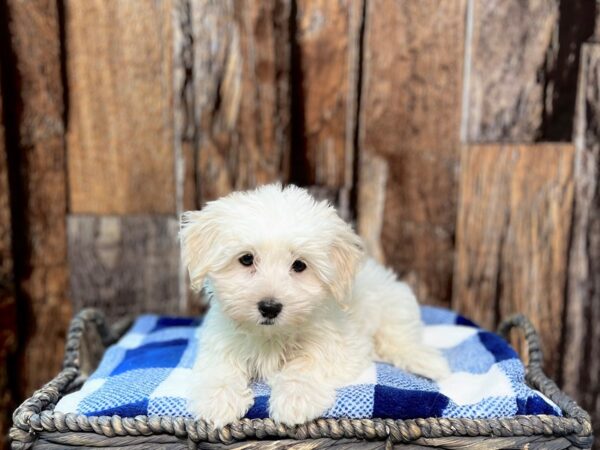 Coton De Tulear DOG Female White & Sable 21779 Petland Fort Myers, Florida