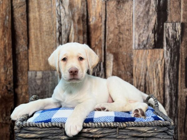 Labrador Retriever DOG Male Yellow 21784 Petland Fort Myers, Florida