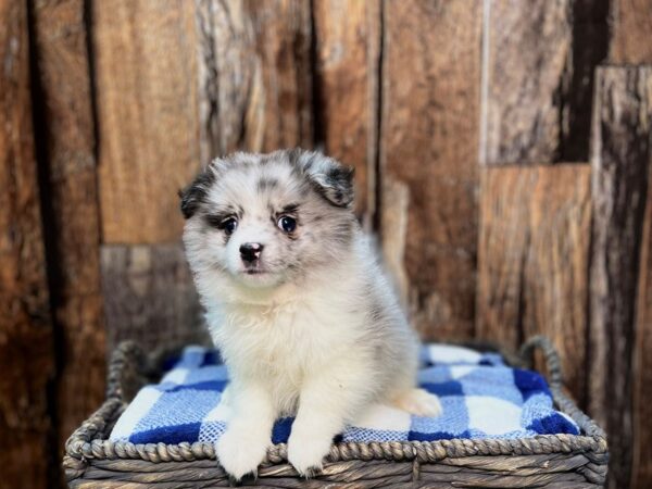 Maltipom-DOG-Male-Blue Merle-21803-Petland Fort Myers, Florida