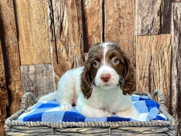 Springadoodle-DOG-Female-Chocolate & White-21795-Petland Fort Myers, Florida