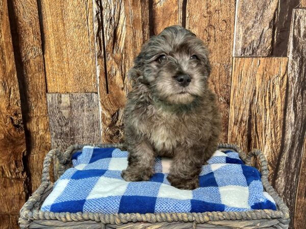 Goldendoodle Mini-DOG-Male-Blue Merle-21791-Petland Fort Myers, Florida