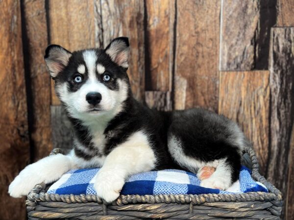 Siberian Husky/Samoyed-DOG-Female-Black & White-21801-Petland Fort Myers, Florida