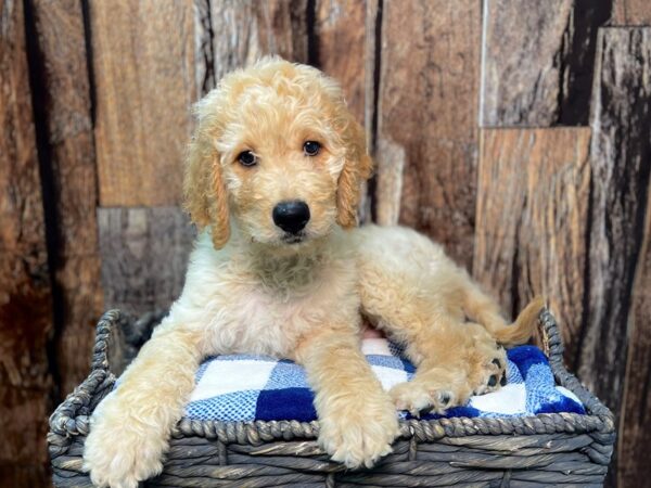 Goldendoodle DOG Male Apricot 21788 Petland Fort Myers, Florida