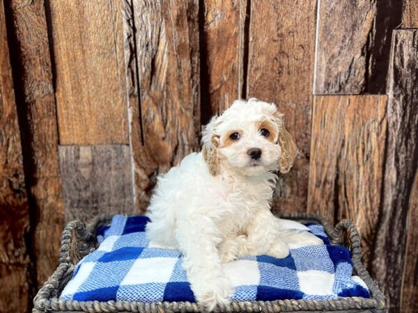 Cockapoo DOG Female Tan & White 21793 Petland Fort Myers, Florida