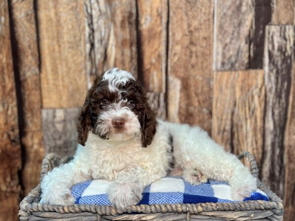 Springadoodle-DOG-Male-Chocolate & White-21794-Petland Fort Myers, Florida