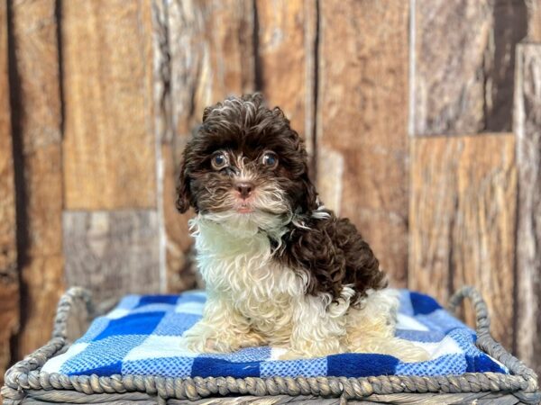 Poo-Shi-DOG-Male-Chocolate & White-21790-Petland Fort Myers, Florida