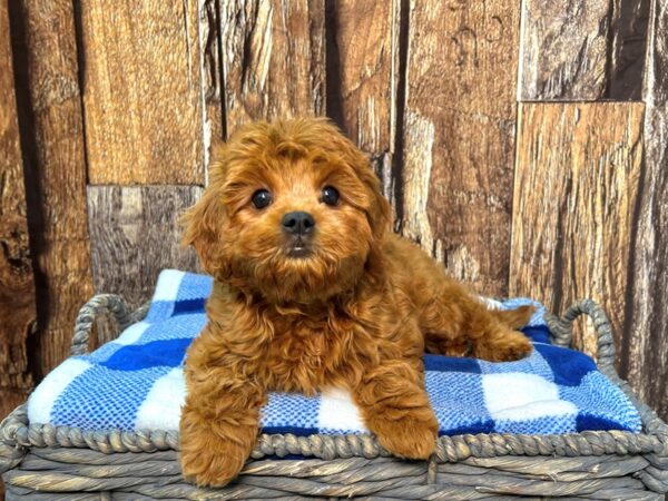 Cavalier/ Poodle-DOG-Male-Ruby-21782-Petland Fort Myers, Florida