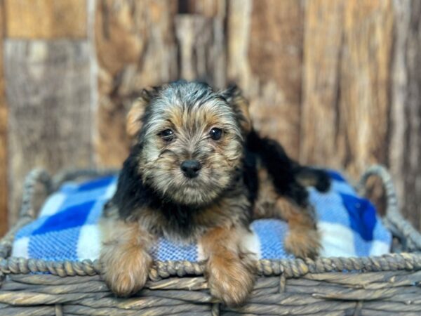 Poodle/Yorkie-DOG-Male-Black & Tan-21824-Petland Fort Myers, Florida