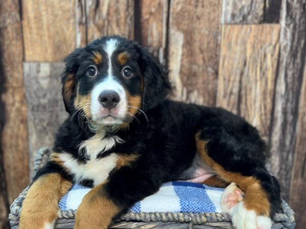 Bernese Mountain Dog DOG Female Black Rust & White 21821 Petland Fort Myers, Florida