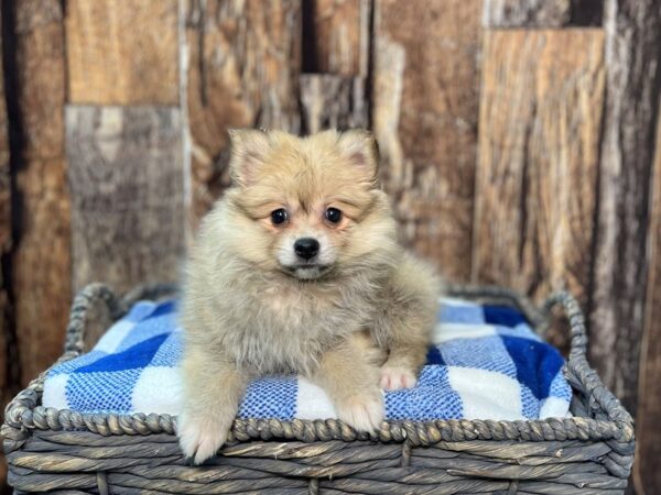 Pomeranian/American Eskimo-DOG-Female-Buff-21818-Petland Fort Myers, Florida