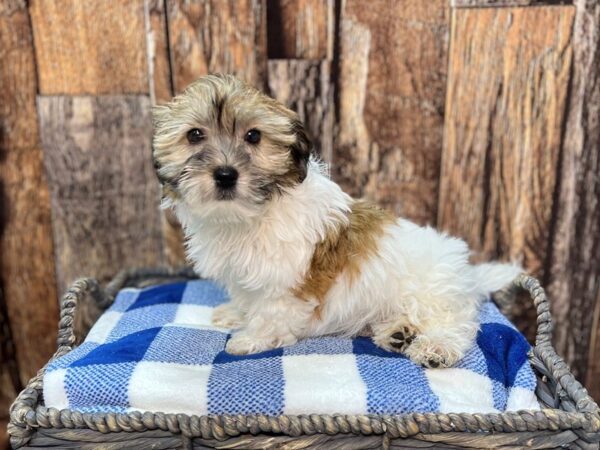 Havanese DOG Male Red & White, Parti 21822 Petland Fort Myers, Florida