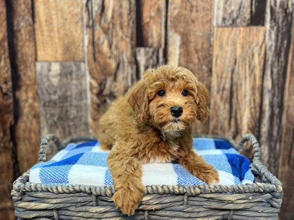 Poodle Mini/Goldendoodle Mini-DOG-Female-Golden-21810-Petland Fort Myers, Florida