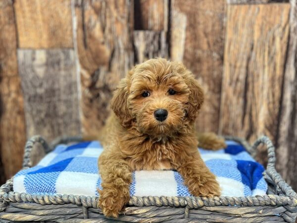 Poodle Mini/Goldendoodle Mini-DOG-Female-Golden-21811-Petland Fort Myers, Florida