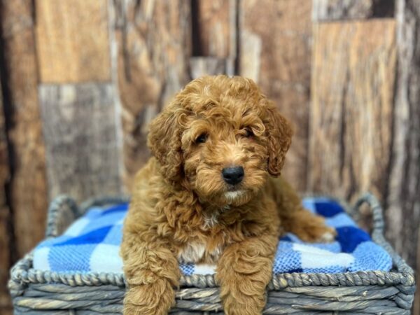 Poodle Mini/Goldendoodle Mini DOG Male Red 21809 Petland Fort Myers, Florida