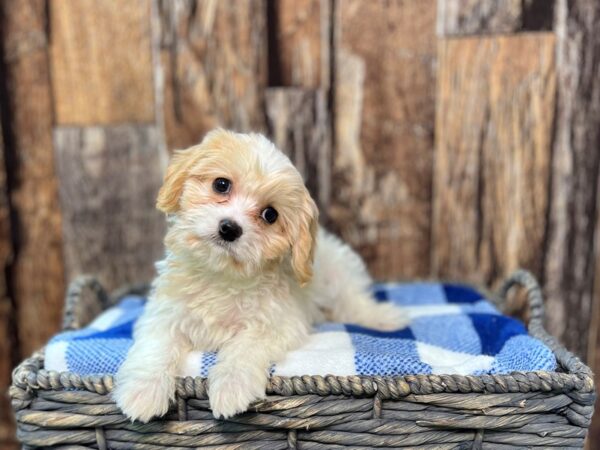 Cava Chon-DOG-Female-Blenheim-21816-Petland Fort Myers, Florida