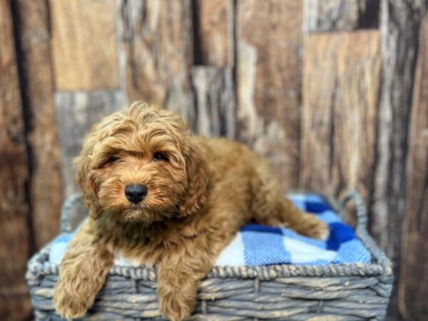 Poodle Mini/Goldendoodle Mini DOG Male Red 21808 Petland Fort Myers, Florida