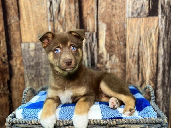 Alaskan Klee Kai/Australian Shepherd-DOG-Female-Chocolate-21805-Petland Fort Myers, Florida