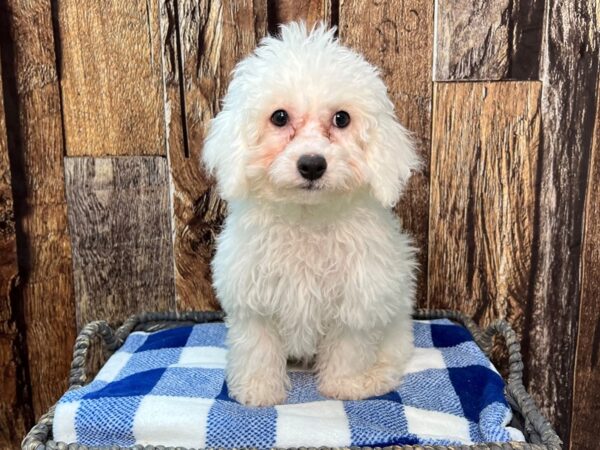 Cockapoochon DOG Female Wh 21766 Petland Fort Myers, Florida